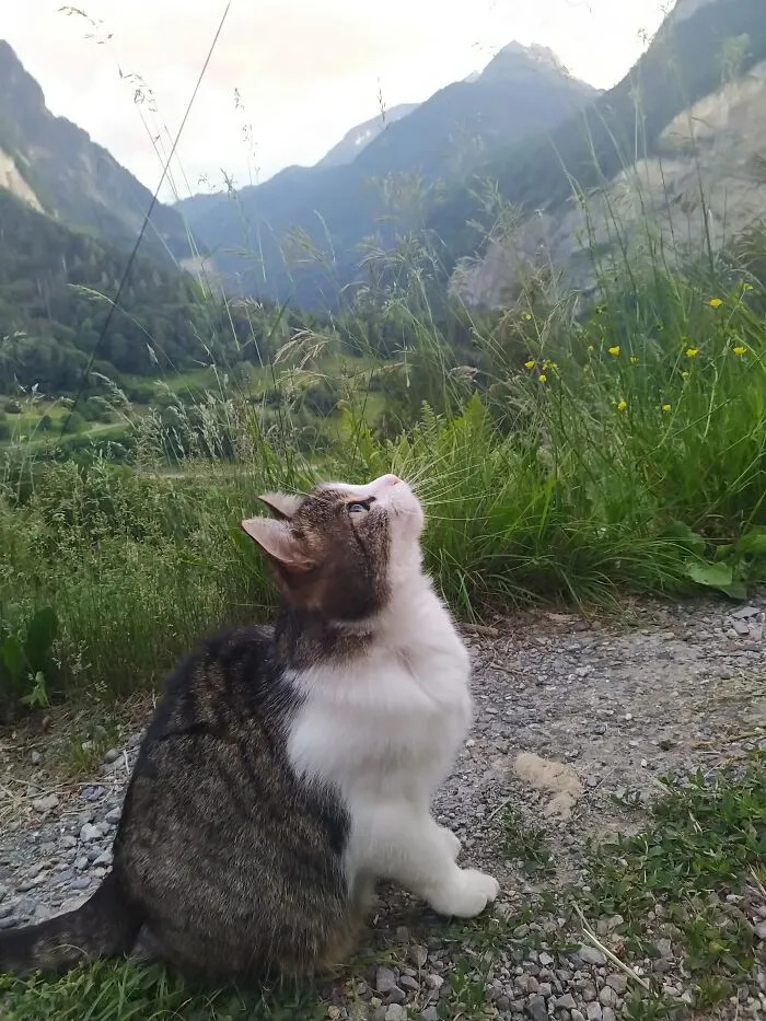 Up There ... (Swiss Mountains)