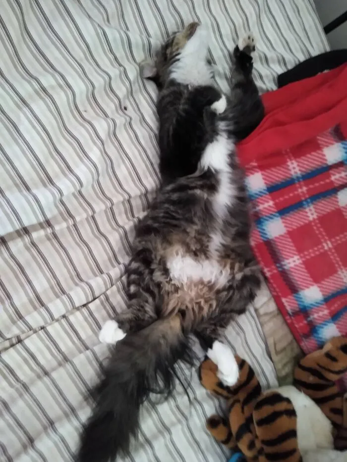 Sugarfoot