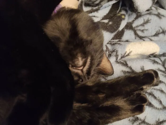 Sleepy Void Kitten