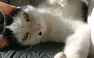 Hey Pandas, Show Us A Picture Of Your Pet’s Toe Beans (Closed)