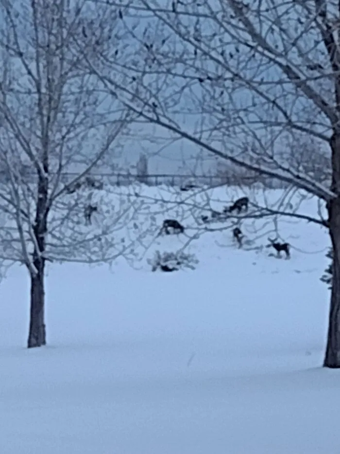 Deer