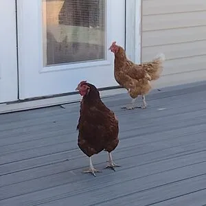 Chickens are fluffy