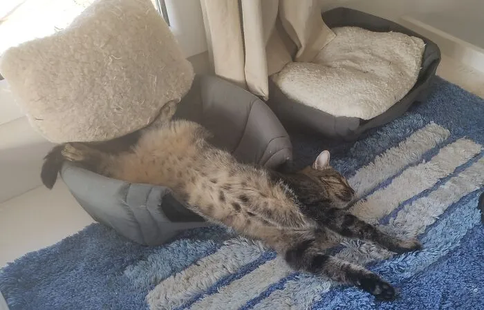 Loki's Sunday Morning Lie In 😴