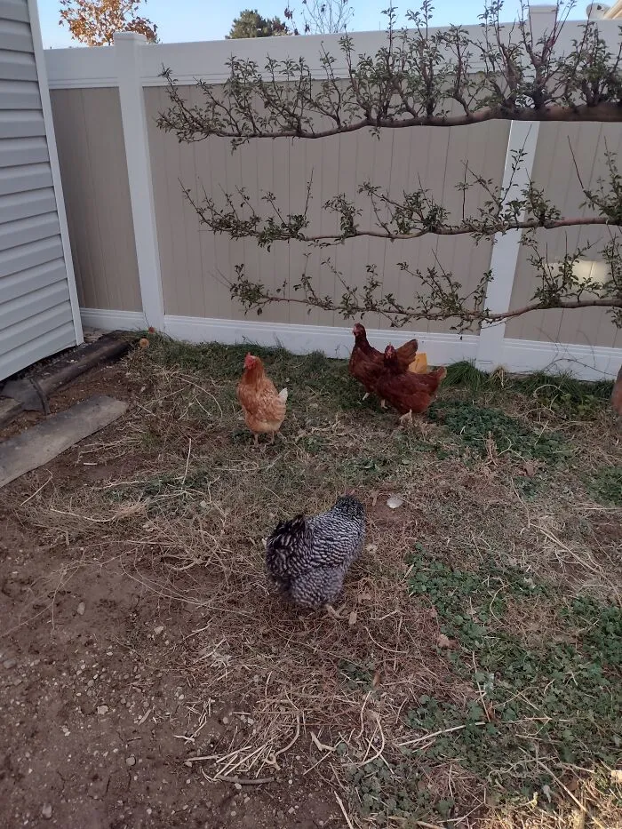 Chickens