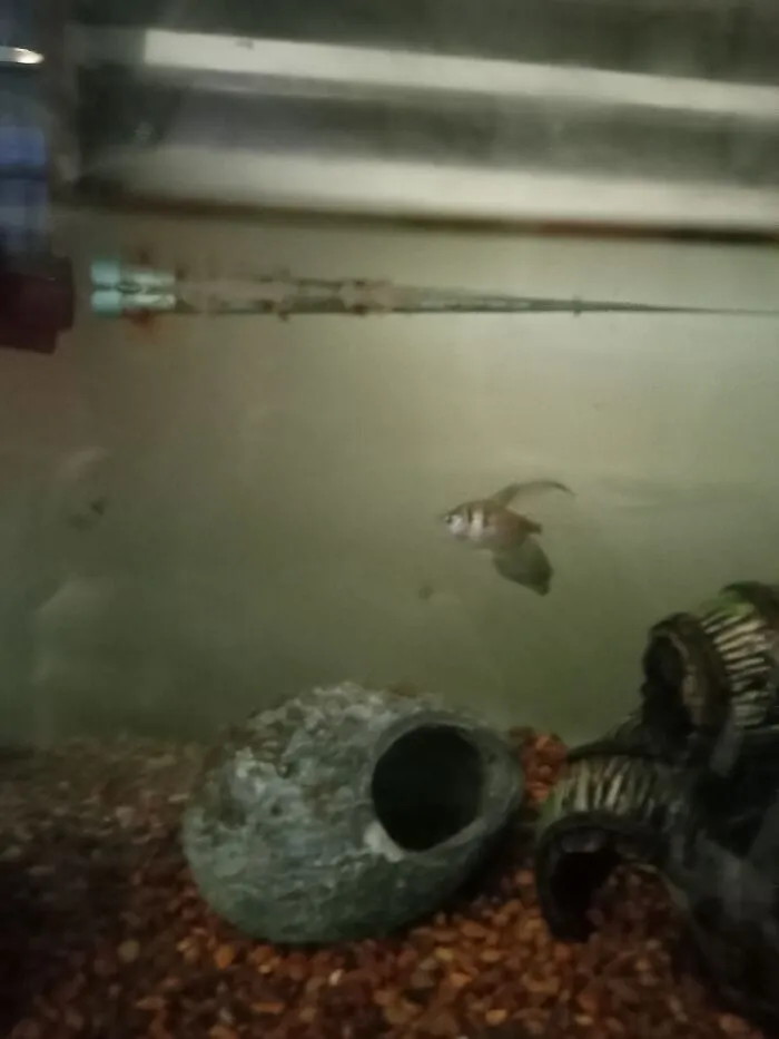 I Can't Remember His Name. I Was Gonna Show My Crayfish But He Was Hiding