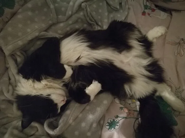 Fluffy Snowshoes!