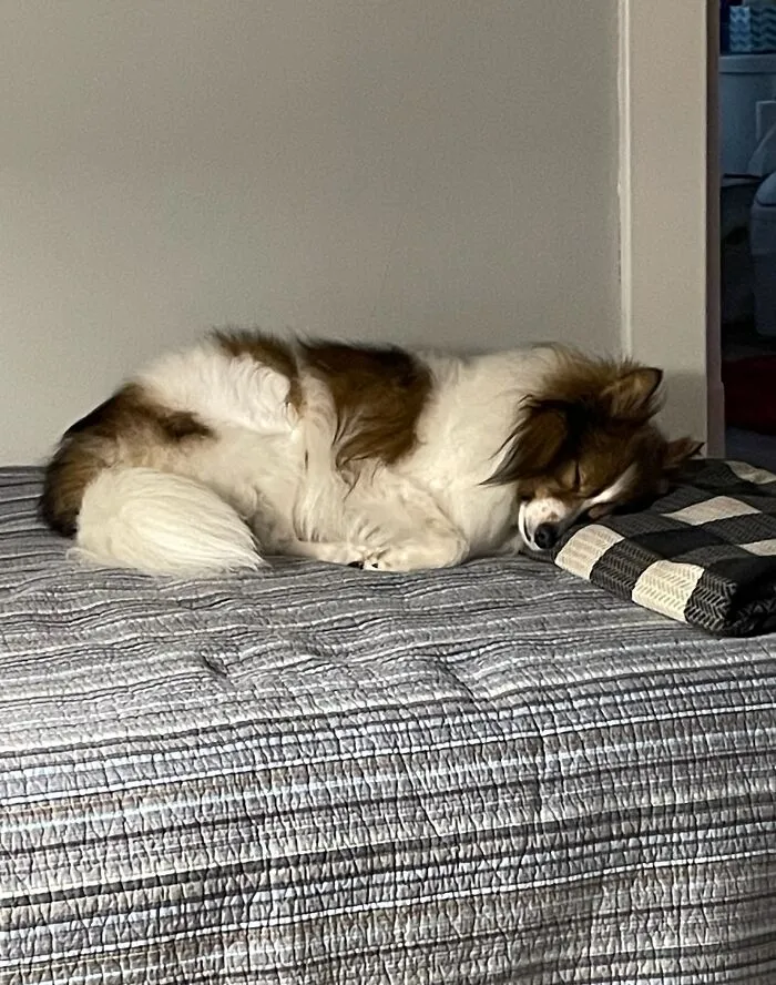 Sleepy Finnlay!