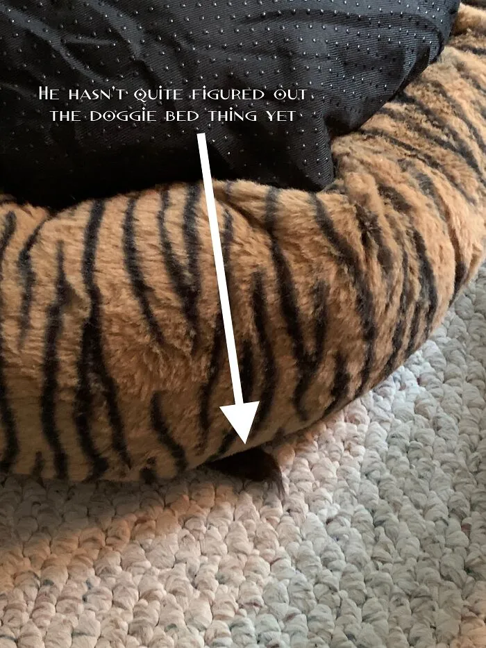 His Name Is Boomer And He Has Yet To Figure Out The Dog Bed, He Sleeps Under It Instead Of In It.  That's His Tail Sticking Out