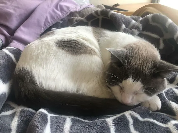 Maximilian, My Bagel