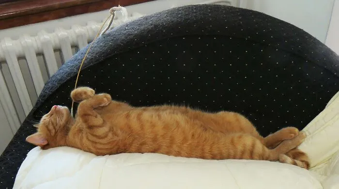 My Sweet, Sleepy Boy 🥰