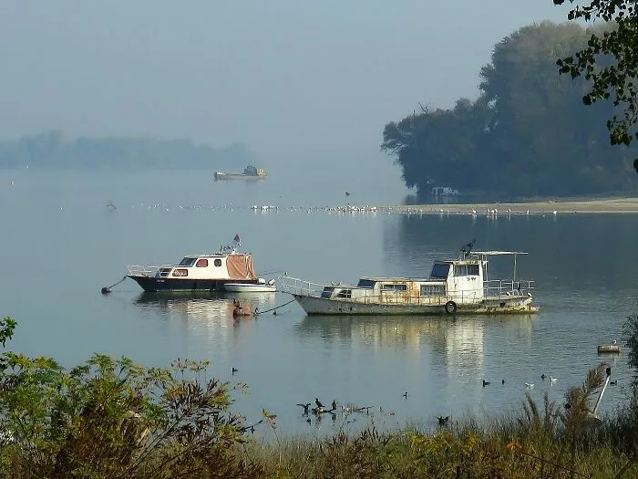 The Chops Of A River Sava  And The Danube Is Beautiful Even On A Foggy Autumn Day