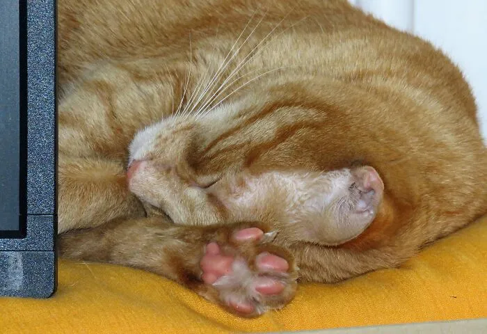 The Cutest Pink Beans