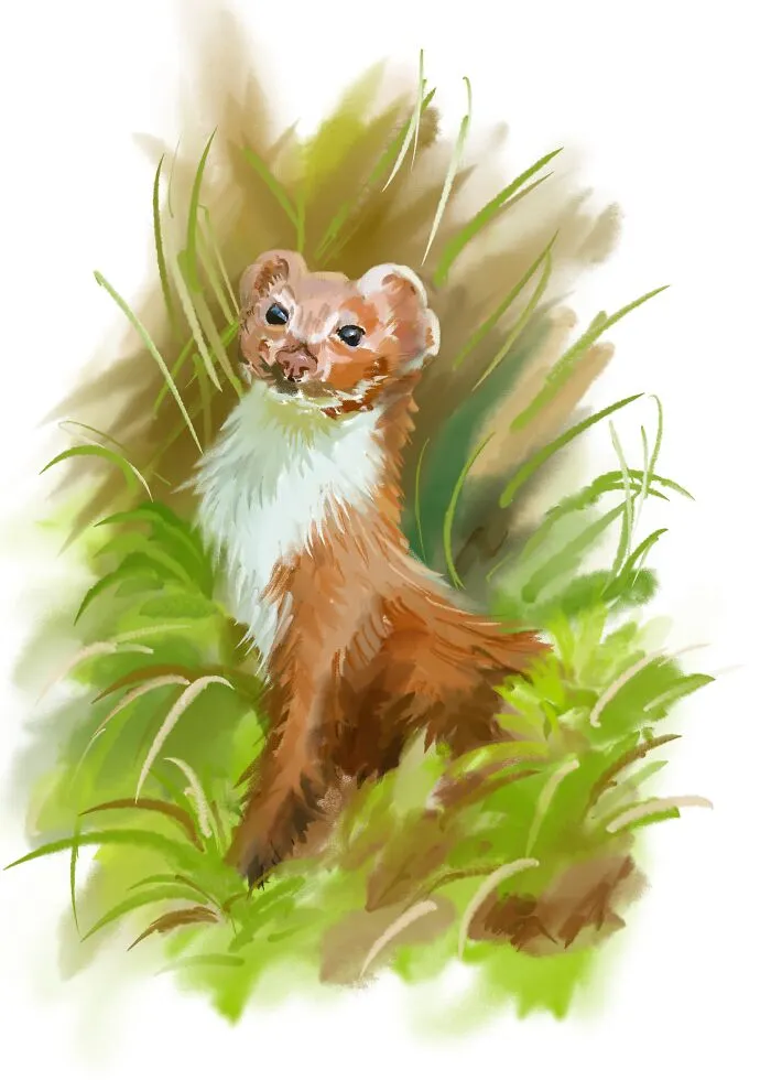 I Illustrated Animals In Their Natural Surroundings (19 Pics)