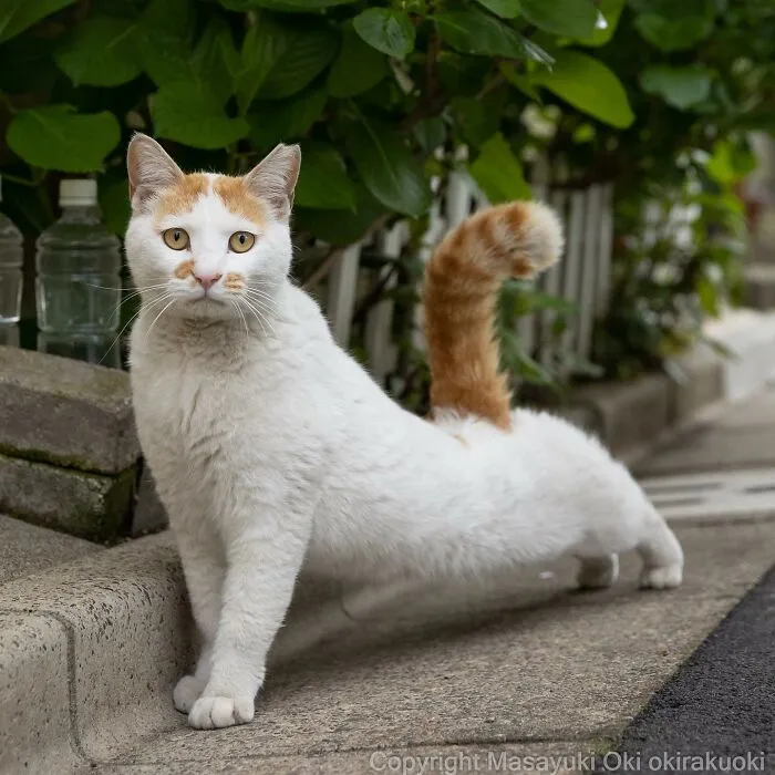 50 Hilariously Adorable Pictures Of Stray Cats As Captured By This Japanese Photographer (50 New Pics)