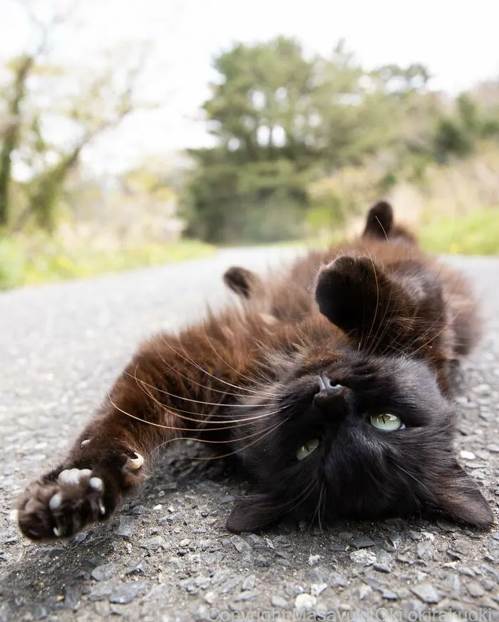 50 Hilariously Adorable Pictures Of Stray Cats As Captured By This Japanese Photographer (50 New Pics)
