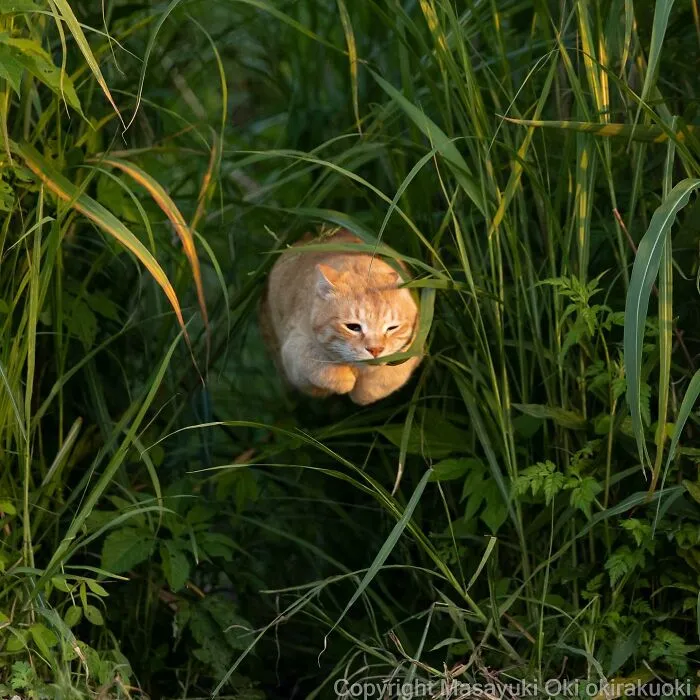 50 Fotos divertidamente adorables de gatos callejeros captadas por este fotógrafo japonés (50 nuevas fotos)