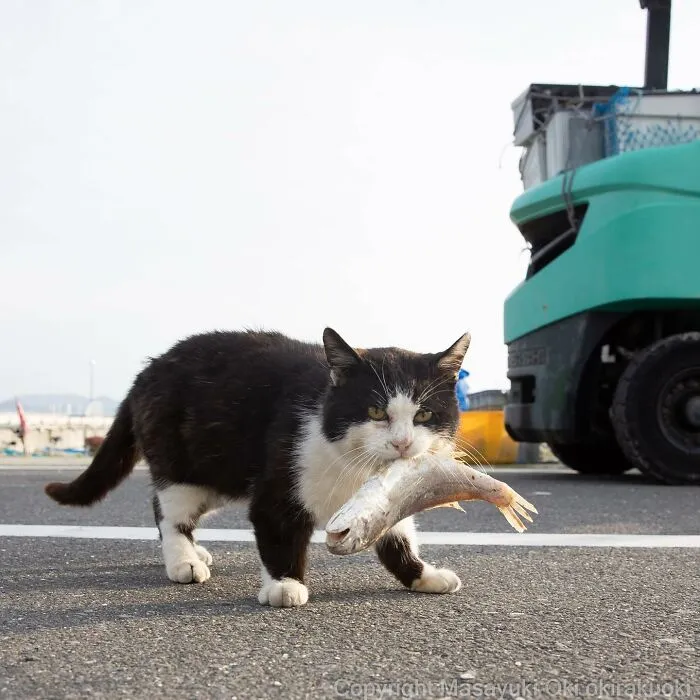 50 Fotos divertidamente adorables de gatos callejeros captadas por este fotógrafo japonés (50 nuevas fotos)