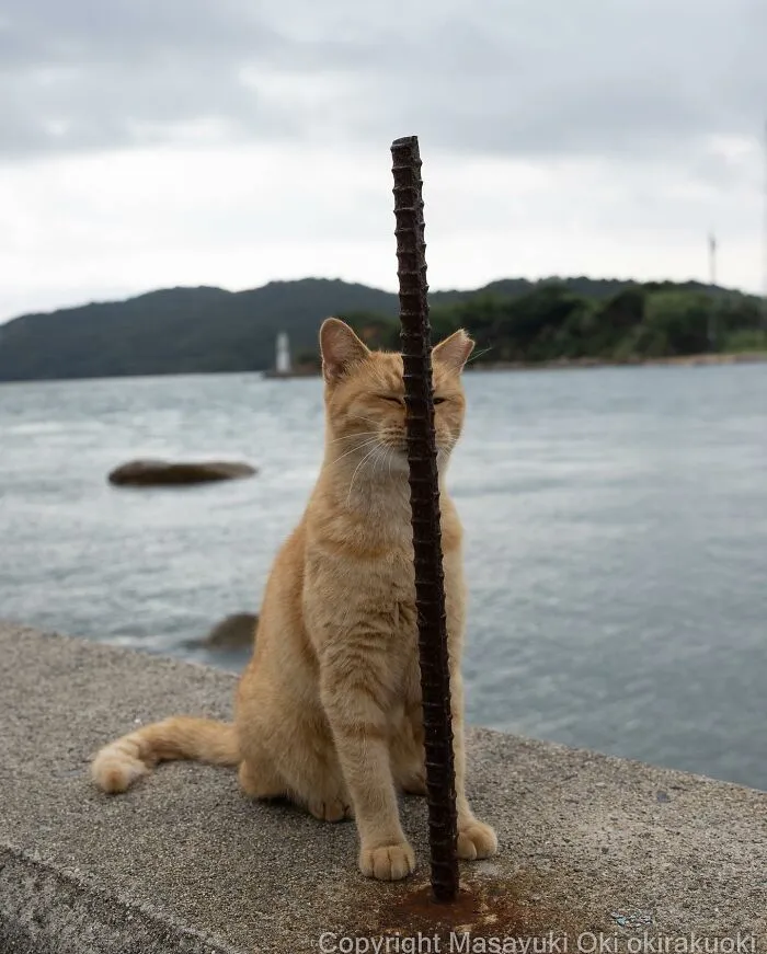 50 Fotos divertidamente adorables de gatos callejeros captadas por este fotógrafo japonés (50 nuevas fotos)