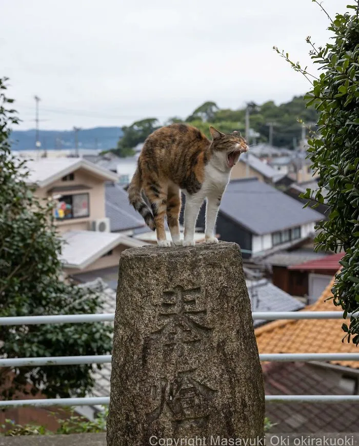 50 Fotos divertidamente adorables de gatos callejeros captadas por este fotógrafo japonés (50 nuevas fotos)
