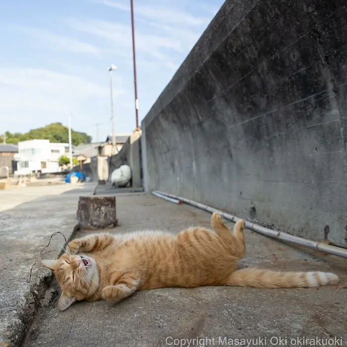 50 Hilariously Adorable Pictures Of Stray Cats As Captured By This Japanese Photographer (50 New Pics)