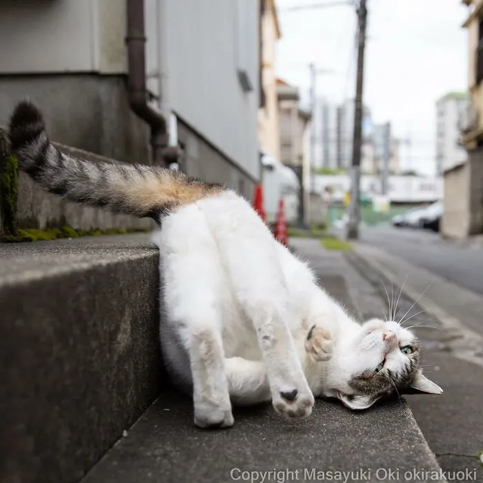 50 Fotos divertidamente adorables de gatos callejeros captadas por este fotógrafo japonés (50 nuevas fotos)