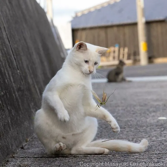 50 Fotos divertidamente adorables de gatos callejeros captadas por este fotógrafo japonés (50 nuevas fotos)