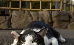 50 Hilariously Adorable Pictures Of Stray Cats As Captured By This Japanese Photographer (50 New Pics)