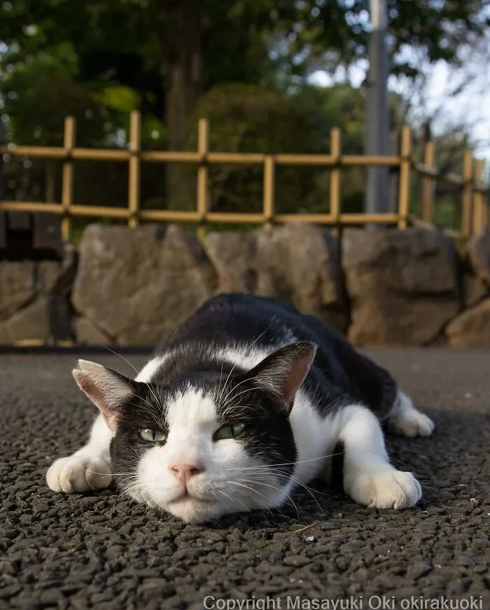 50 Fotos divertidamente adorables de gatos callejeros captadas por este fotógrafo japonés (50 nuevas fotos)