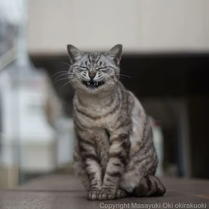 50 Fotos divertidamente adorables de gatos callejeros captadas por este fotógrafo japonés (50 nuevas fotos)