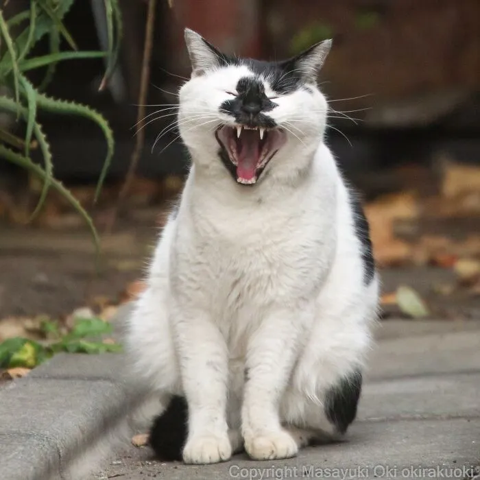 50 Hilariously Adorable Pictures Of Stray Cats As Captured By This Japanese Photographer (50 New Pics)