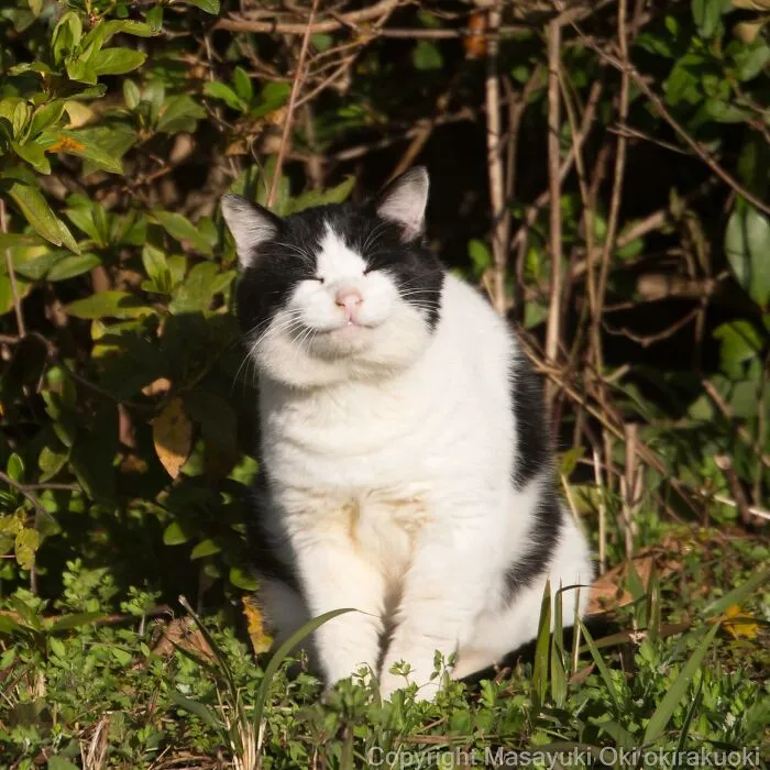 50 Fotos divertidamente adorables de gatos callejeros captadas por este fotógrafo japonés (50 nuevas fotos)