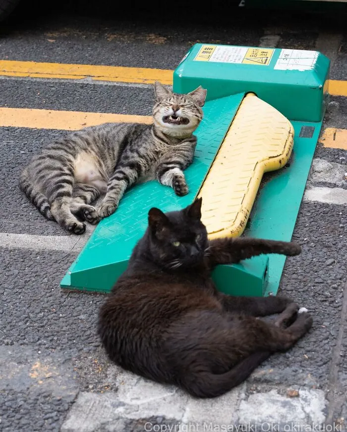 50 Fotos divertidamente adorables de gatos callejeros captadas por este fotógrafo japonés (50 nuevas fotos)