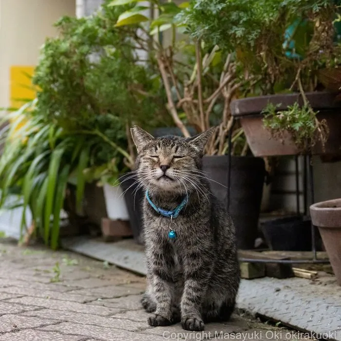 50 Fotos divertidamente adorables de gatos callejeros captadas por este fotógrafo japonés (50 nuevas fotos)