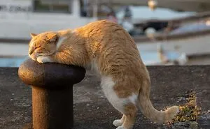 50 Hilariously Adorable Pictures Of Stray Cats As Captured By This Japanese Photographer (50 New Pics)