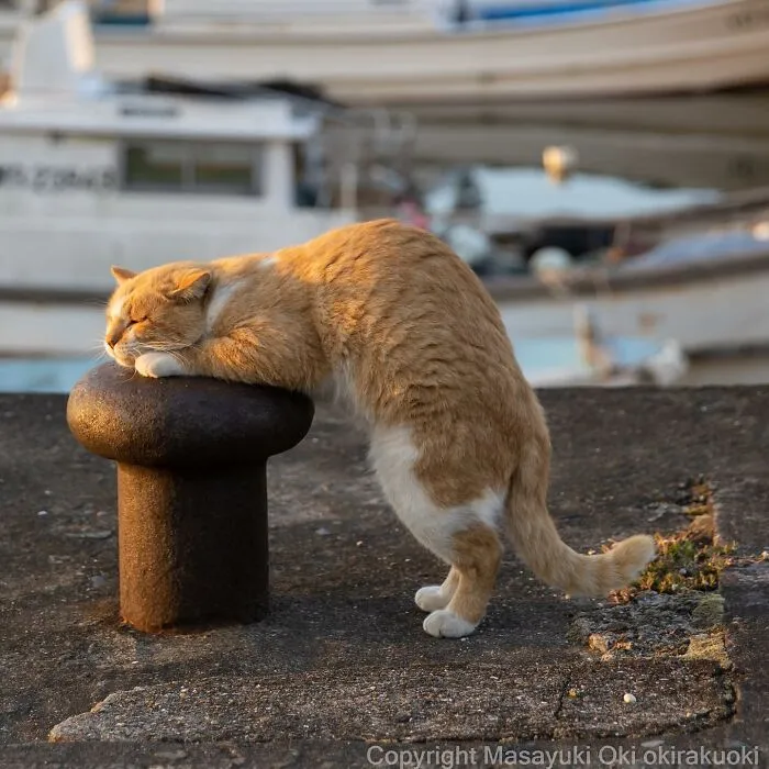 50 Fotos divertidamente adorables de gatos callejeros captadas por este fotógrafo japonés (50 nuevas fotos)