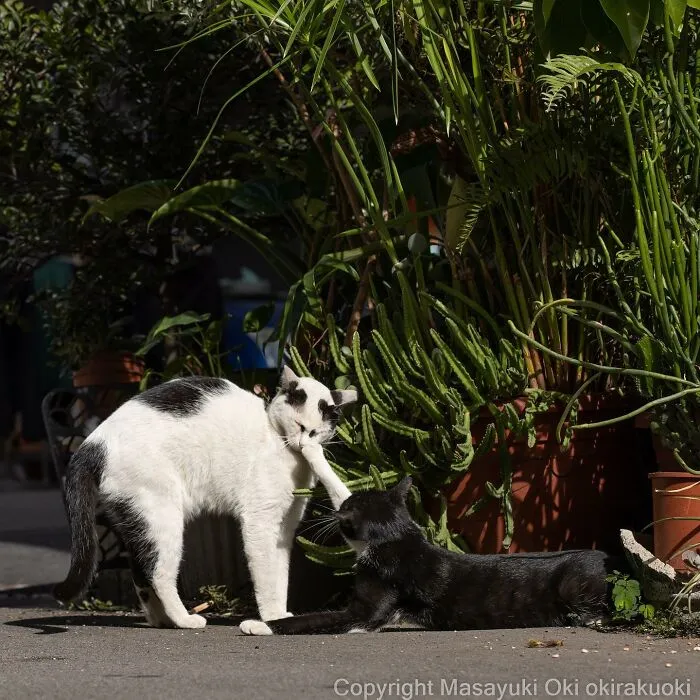 50 Fotos divertidamente adorables de gatos callejeros captadas por este fotógrafo japonés (50 nuevas fotos)