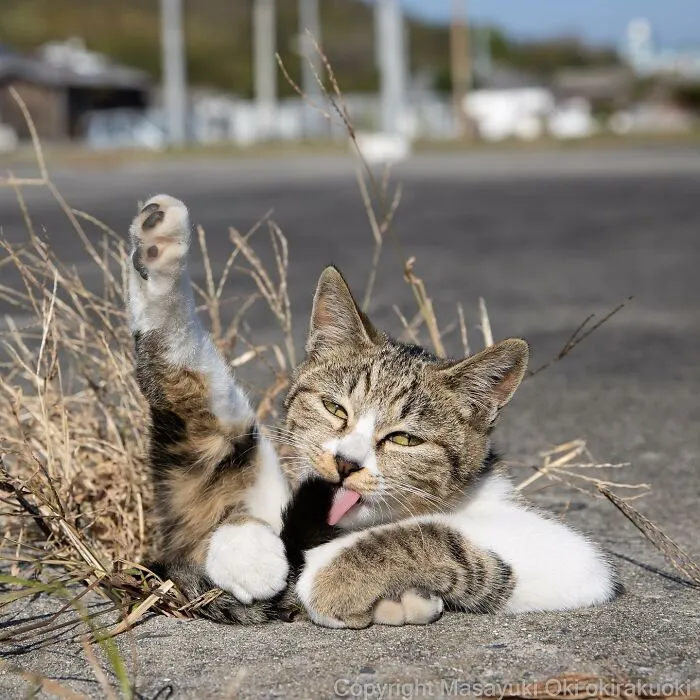 50 Fotos divertidamente adorables de gatos callejeros captadas por este fotógrafo japonés (50 nuevas fotos)