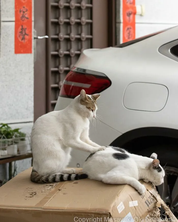 50 Fotos divertidamente adorables de gatos callejeros captadas por este fotógrafo japonés (50 nuevas fotos)