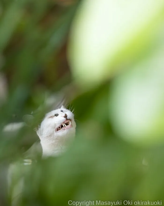 50 Fotos divertidamente adorables de gatos callejeros captadas por este fotógrafo japonés (50 nuevas fotos)