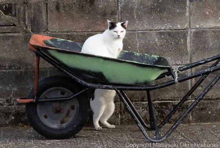 50 Fotos divertidamente adorables de gatos callejeros captadas por este fotógrafo japonés (50 nuevas fotos)