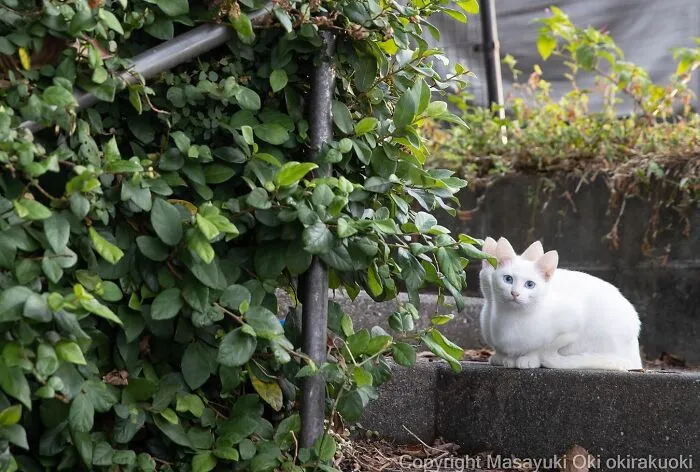 50 Fotos divertidamente adorables de gatos callejeros captadas por este fotógrafo japonés (50 nuevas fotos)