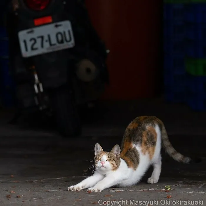 50 Hilariously Adorable Pictures Of Stray Cats As Captured By This Japanese Photographer (50 New Pics)