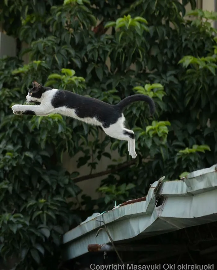 50 Hilariously Adorable Pictures Of Stray Cats As Captured By This Japanese Photographer (50 New Pics)