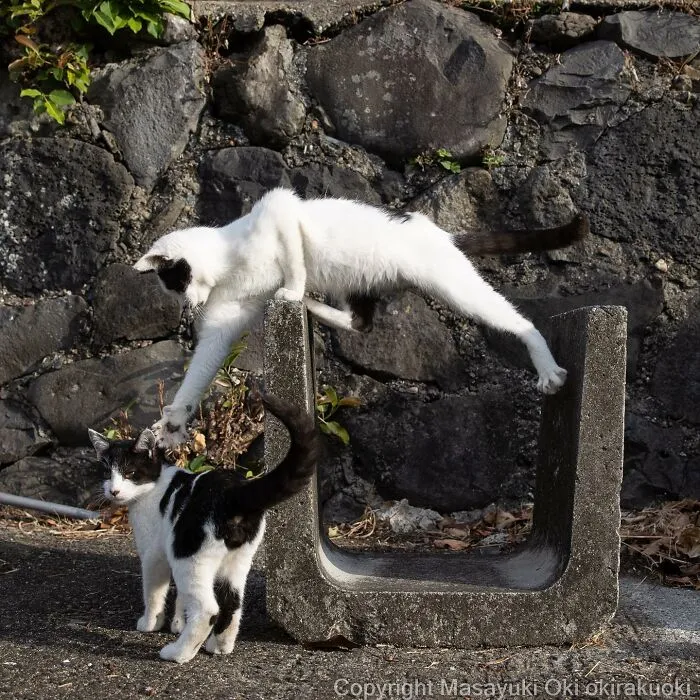 50 Fotos divertidamente adorables de gatos callejeros captadas por este fotógrafo japonés (50 nuevas fotos)