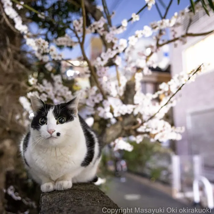 50 Hilariously Adorable Pictures Of Stray Cats As Captured By This Japanese Photographer (50 New Pics)