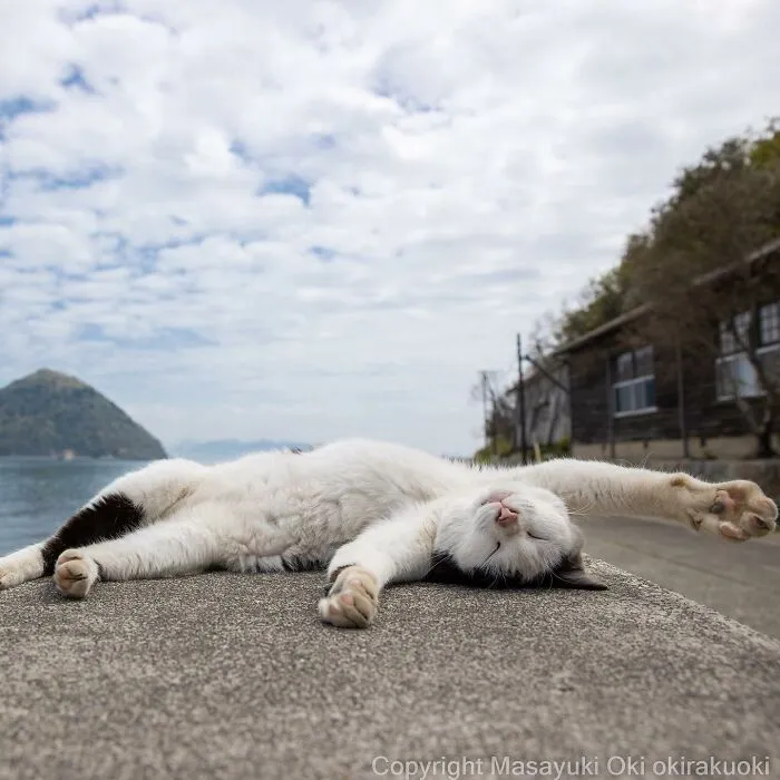 50 Fotos divertidamente adorables de gatos callejeros captadas por este fotógrafo japonés (50 nuevas fotos)