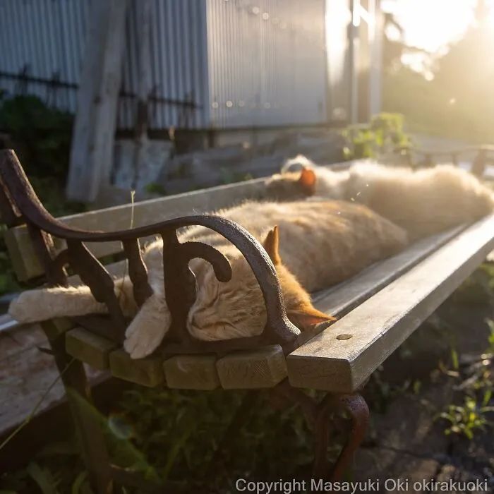 50 Hilariously Adorable Pictures Of Stray Cats As Captured By This Japanese Photographer (50 New Pics)