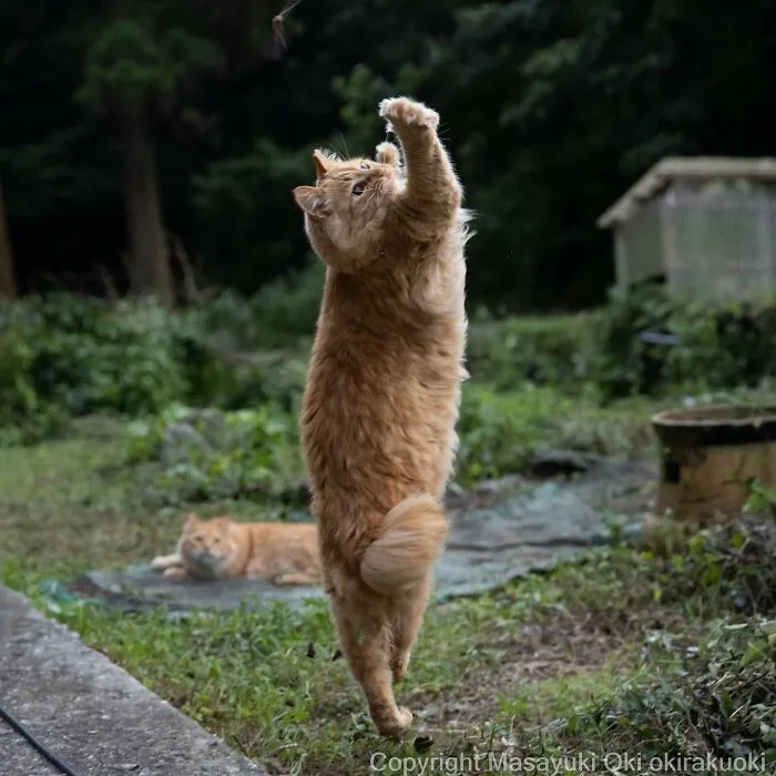 50 Hilariously Adorable Pictures Of Stray Cats As Captured By This Japanese Photographer (50 New Pics)