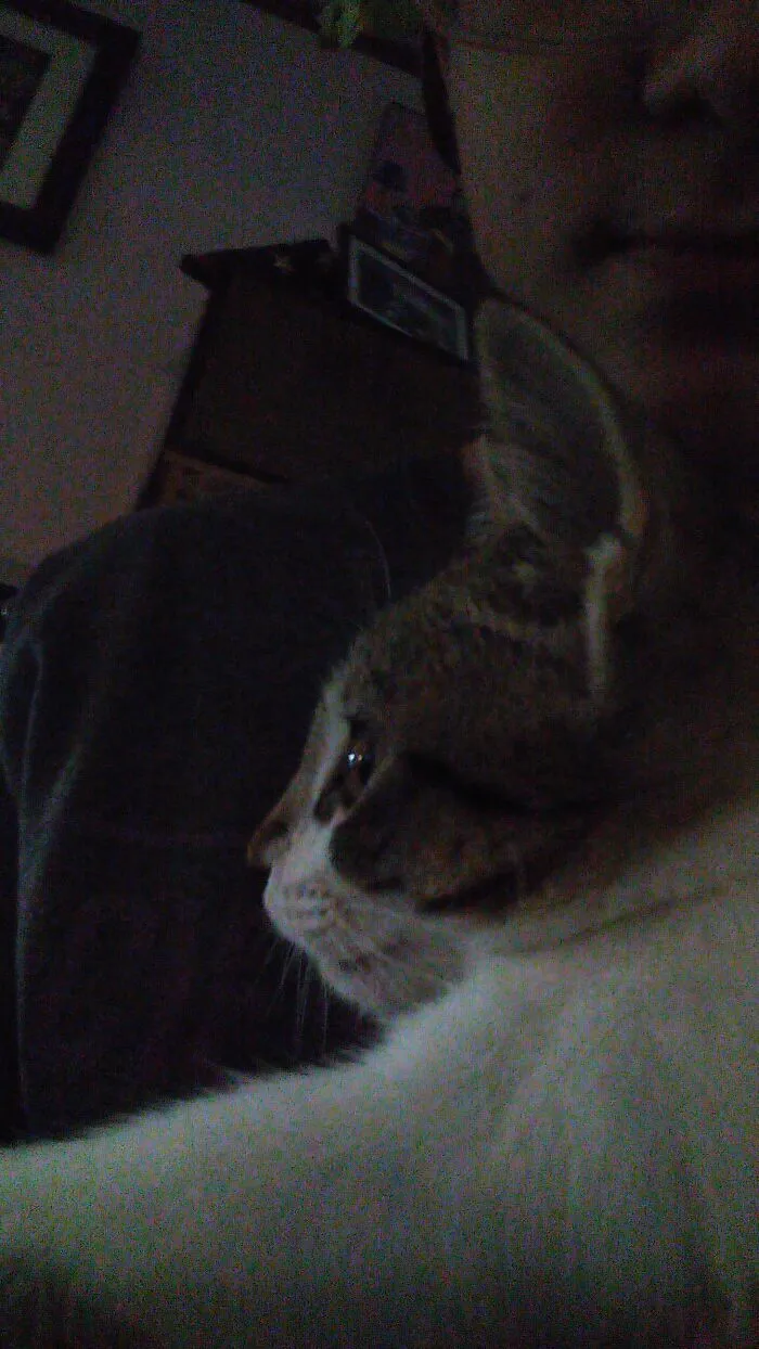 Ms. Foofoo