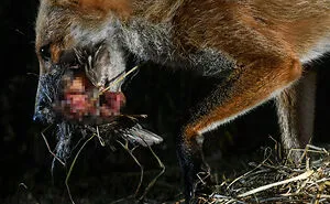 26 Photos Of Roxy The Fox, Whose Life I Observed For 8 Months